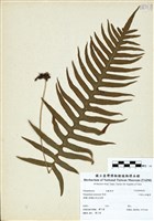 藏品(阿里山水龍骨)的圖片